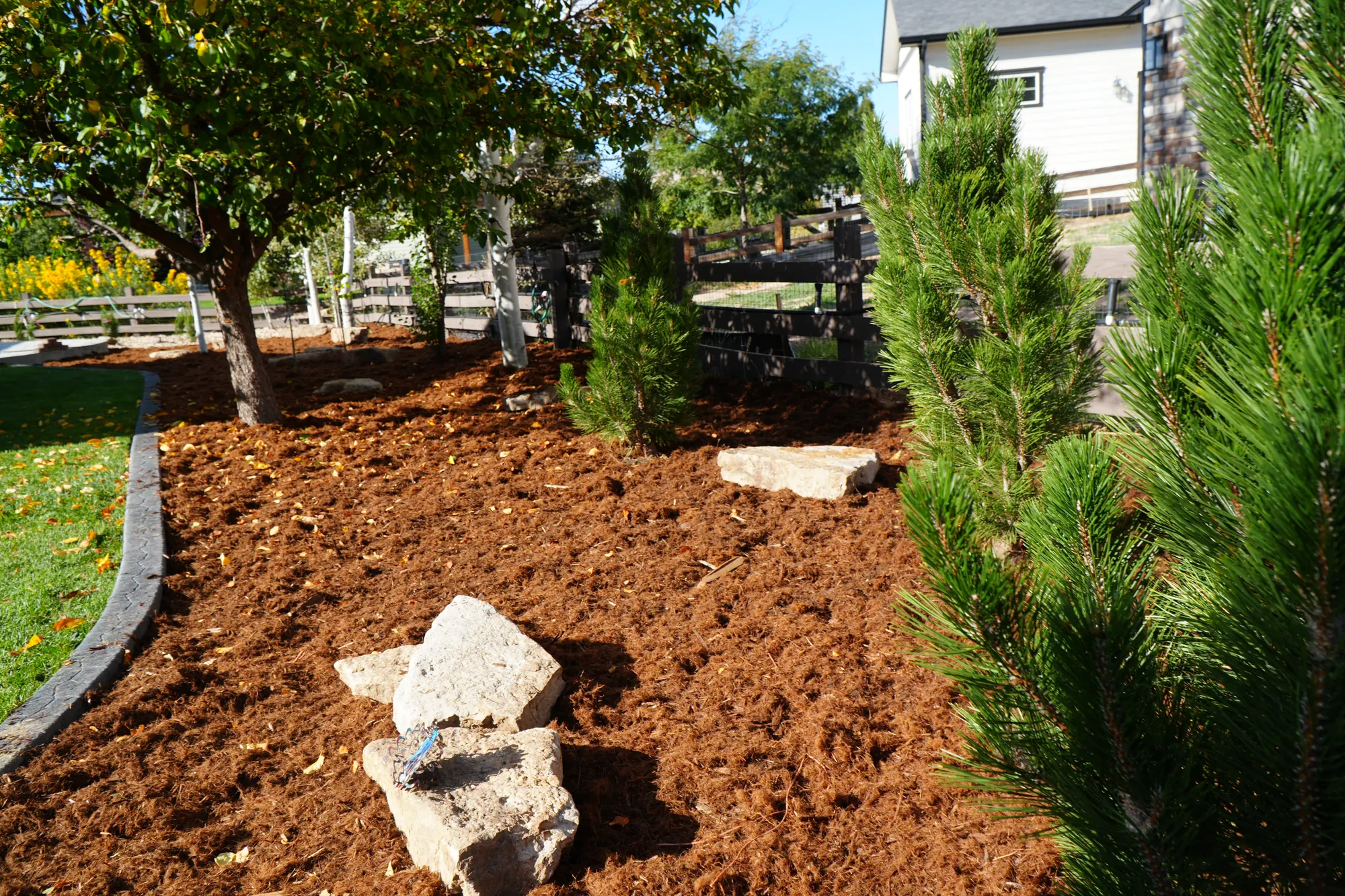 Planting: young pines and boulders in a fresh mulch bed
